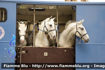 Iveco EuroCargo 160E28 II Serie 
Polizia di Stato
 Reparto a Cavallo
 Polizia F9495
Parole chiave: Iveco / EuroCargo-160E28_IIserie / PoliziaF9495