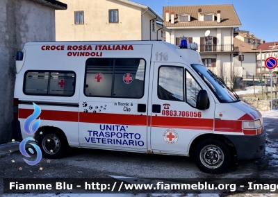 Fiat Ducato II serie 
Croce Rossa Italiana 
Comitato di Ovindoli 
Unità Trasporto Veterinario 
Allestimento Bollanti 
CRI 15645
Parole chiave: Fiat Ducato_IIserie Ambulanza CRI15645