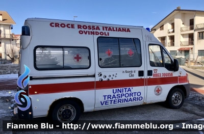 Fiat Ducato II serie 
Croce Rossa Italiana 
Comitato di Ovindoli 
Unità Trasporto Veterinario 
Allestimento Bollanti 
CRI 15645
Parole chiave: Fiat Ducato_IIserie Ambulanza CRI15645